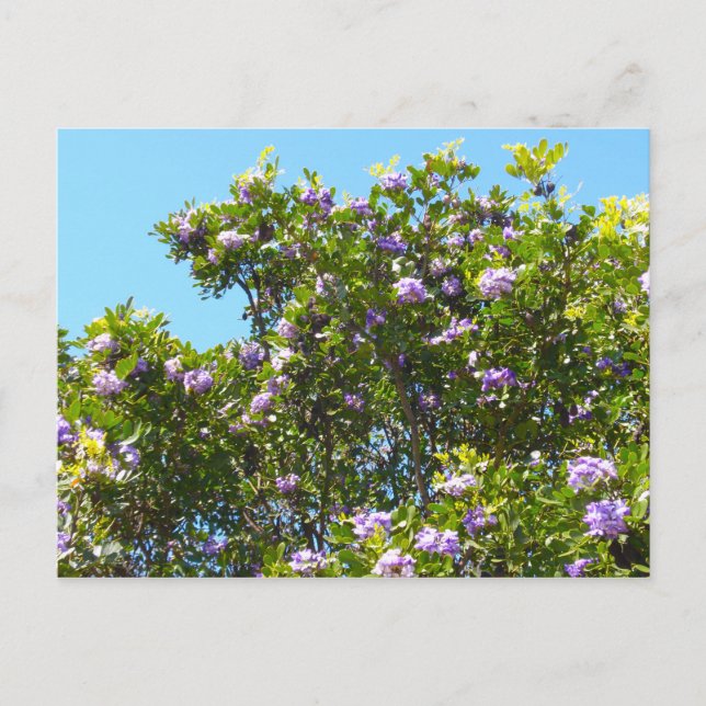 Mountain Laurel in Spring Postcard (Front)