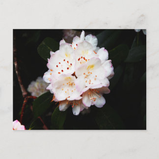 Mountain Laurel Postcard