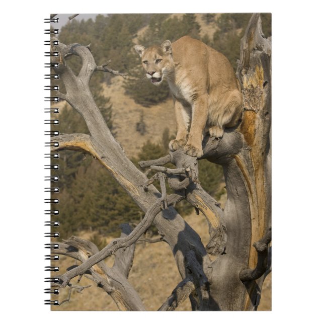 Mountain Lion, aka puma, cougar; Puma concolor, 2 Notebook (Front)