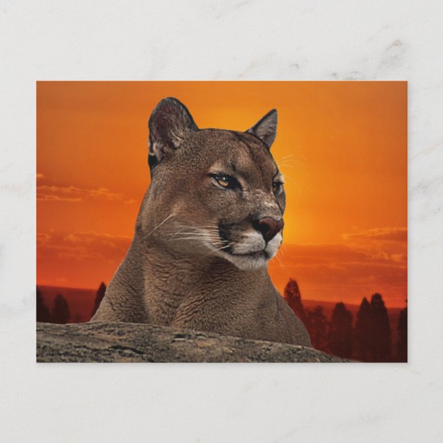 Mountain lion at sunset postcard (Front)