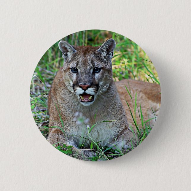 Mountain Lion Complaining 6 Cm Round Badge (Front)