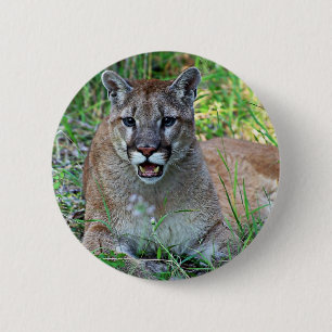 Mountain Lion Complaining 6 Cm Round Badge