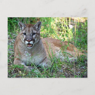 Mountain Lion Complaining Postcard