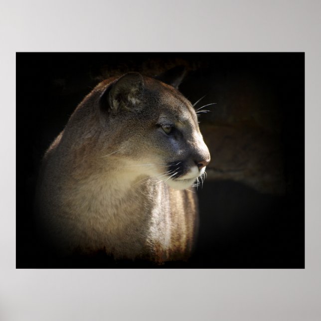 MOUNTAIN LION Cougar Big Cat Wildlife Poster (Front)