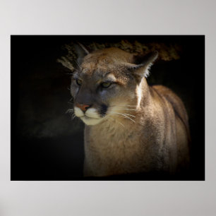 MOUNTAIN LION Cougar Big Cat Wildlife Poster