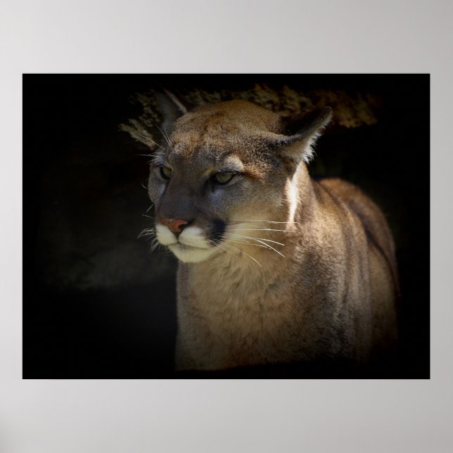 MOUNTAIN LION Cougar Big Cat Wildlife Poster (Front)
