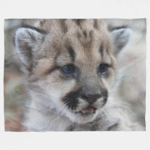 Mountain Lion Cub