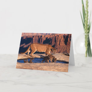 Mountain Lion & Cubs Greeting Card