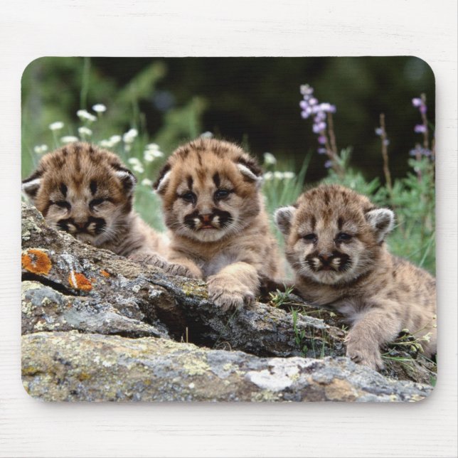 Mountain Lion Cubs Mouse Pad (Front)