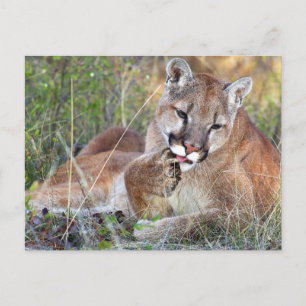 Mountain Lion - Hmmm Postcard