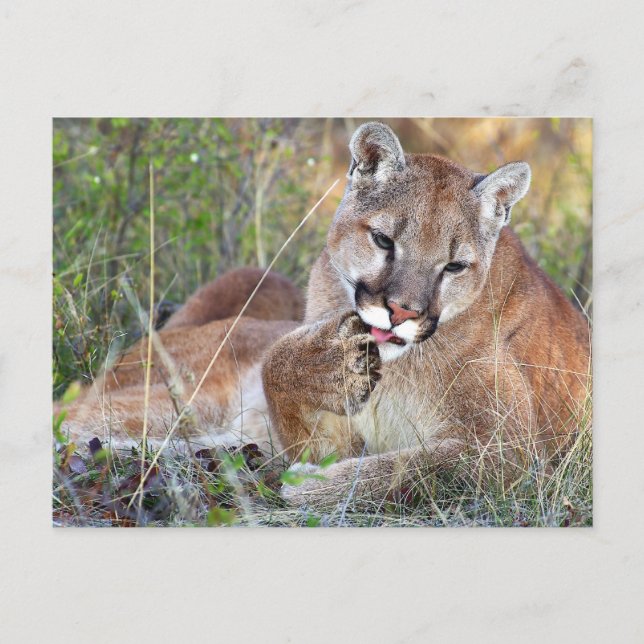 Mountain Lion - Hmmm Postcard (Front)