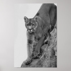 Mountain Lion in Black and white Poster