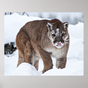 Mountain Lion in the Snow Poster