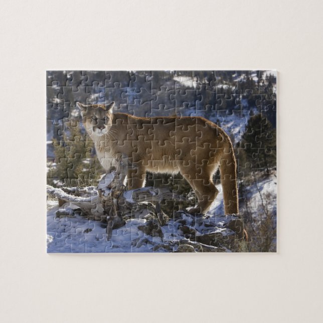 Mountain Lion Jigsaw Puzzle (Horizontal)