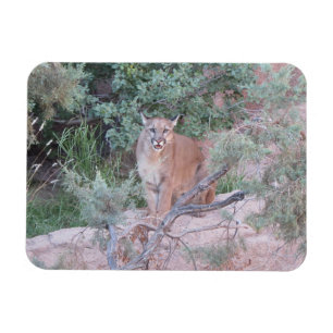 Mountain Lion Magnet