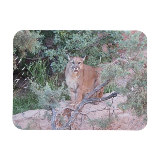 Mountain Lion Magnet (Horizontal)