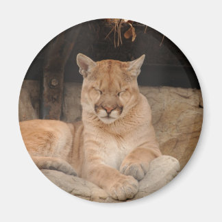 Mountain Lion Magnet