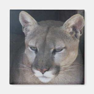 mountain lion magnet