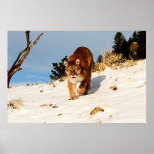 Mountain Lion on snowy hill Poster