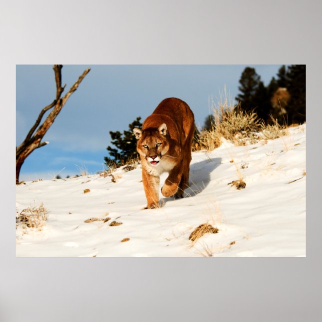 Mountain Lion on snowy hill Poster (Front)