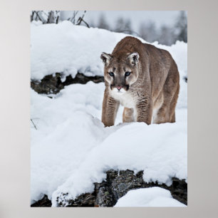 Mountain Lion on the Hunt Poster