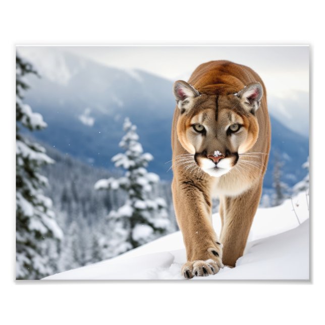 Mountain Lion Photo Print (Front)