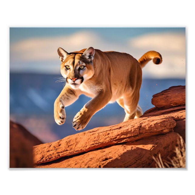Mountain Lion Photo Print (Front)