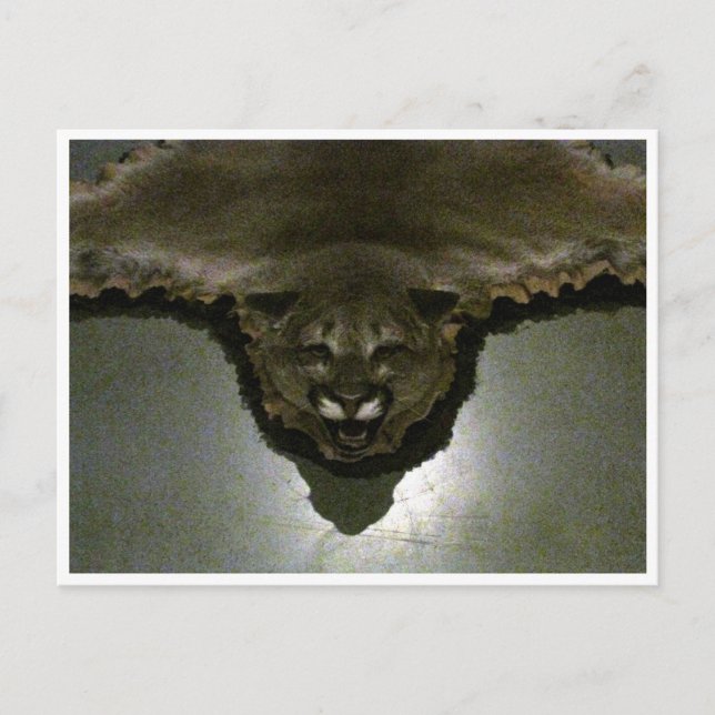 mountain lion postcard (Front)