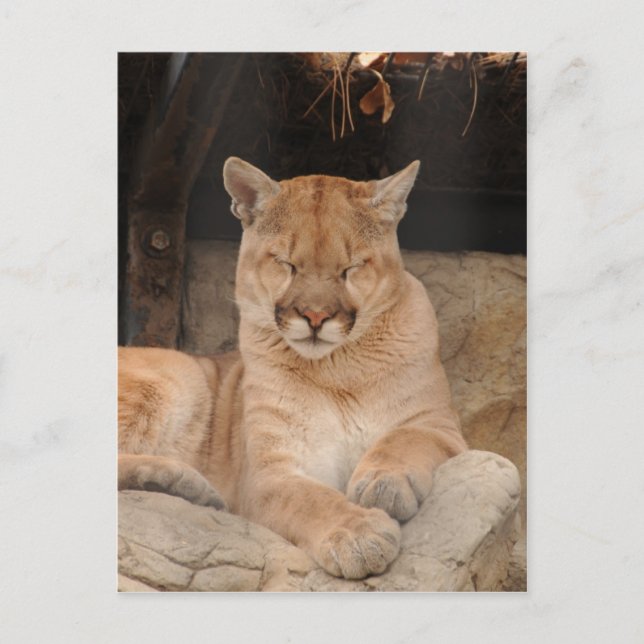 Mountain Lion Postcard (Front)