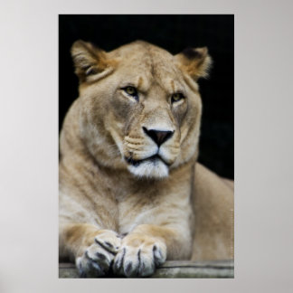 Mountain Lion Poster
