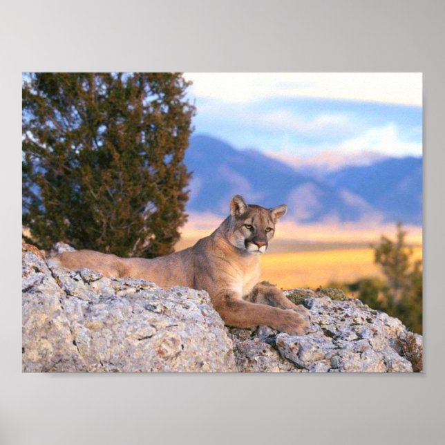 Mountain Lion Poster (Front)