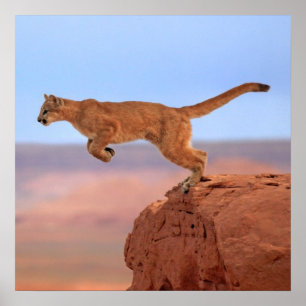 Mountain Lion Poster