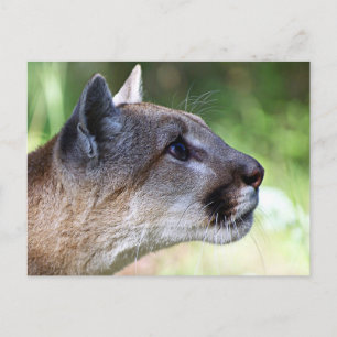 Mountain Lion Profile Postcard
