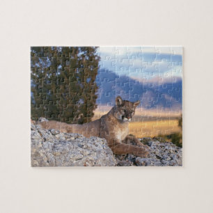 Mountain Lion Puzzle