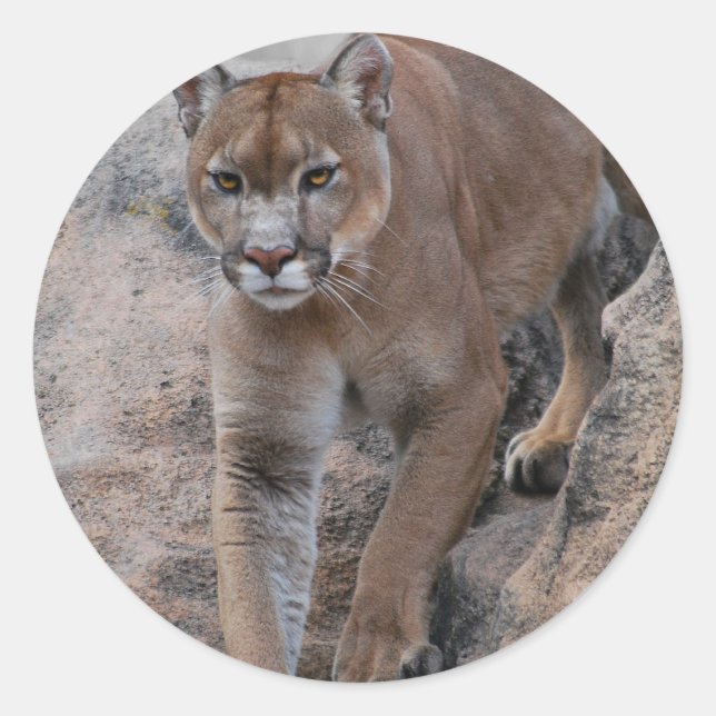 Mountain lion rock climbing classic round sticker (Front)