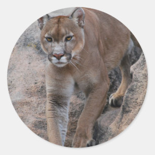 Mountain lion rock climbing classic round sticker