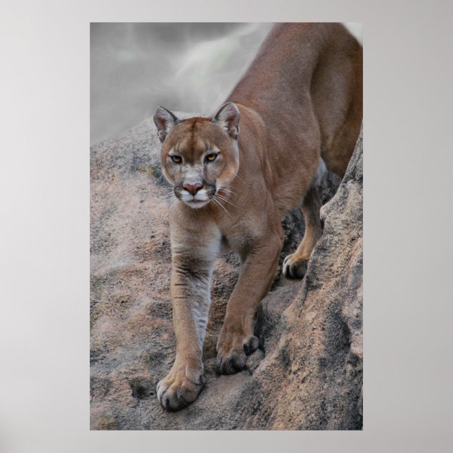 Mountain lion rock climbing poster (Front)