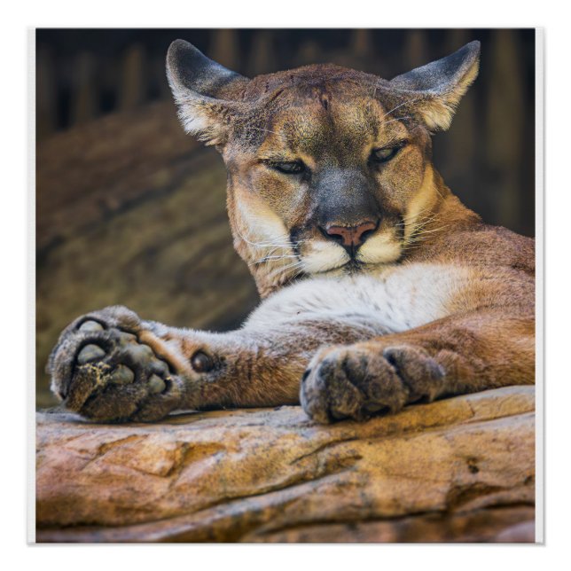 Mountain Lion Wildlife Wall Art Photo Nature Print (Front)