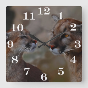 Mountain lions in love square wall clock