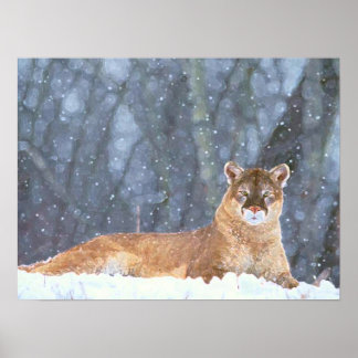 MOUNTAIN LIONS POSTER