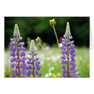 Mountain Lupine Card