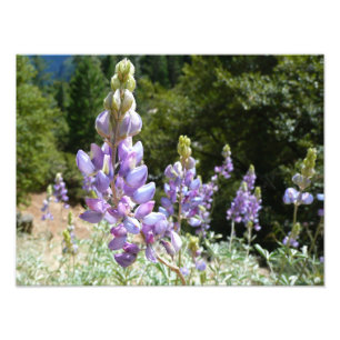Mountain Lupins at Yosemite Photo Print