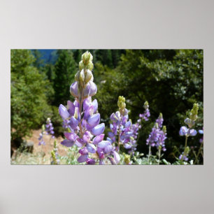 Mountain Lupins at Yosemite Poster