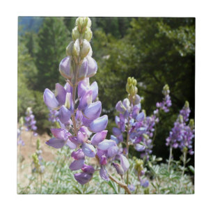 Mountain Lupins at Yosemite Tile