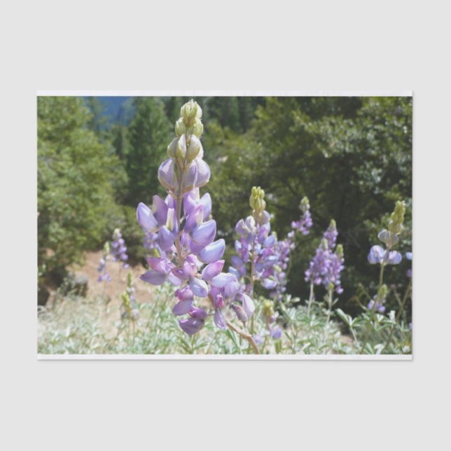 Mountain Lupins at Yosemite Tissue Paper (Front)