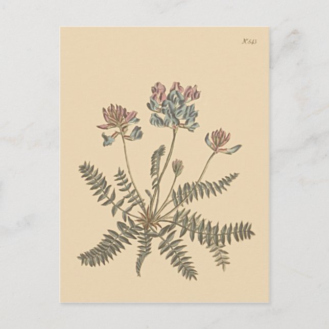 Mountain Milkvetch Botanical Illustration Postcard (Front)
