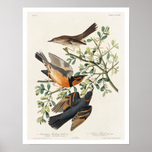 Mountain Mocking bird and Varied Thrush by Audubon Poster