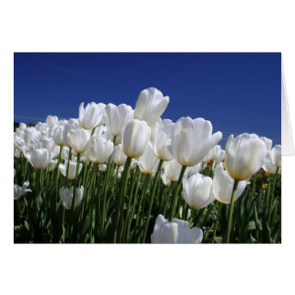 Mountain of Tulips on a perfect blue sky