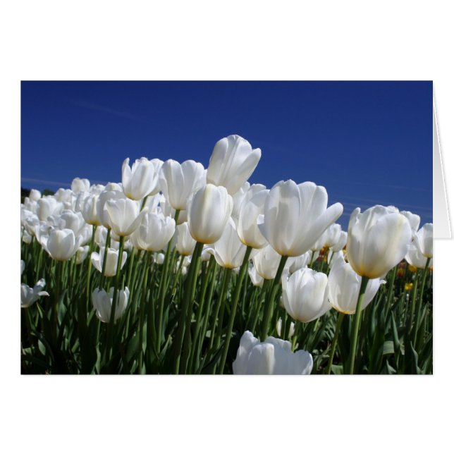 Mountain of Tulips on a perfect blue sky (Front Horizontal)