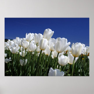 Mountain of Tulips on a perfect blue sky Poster